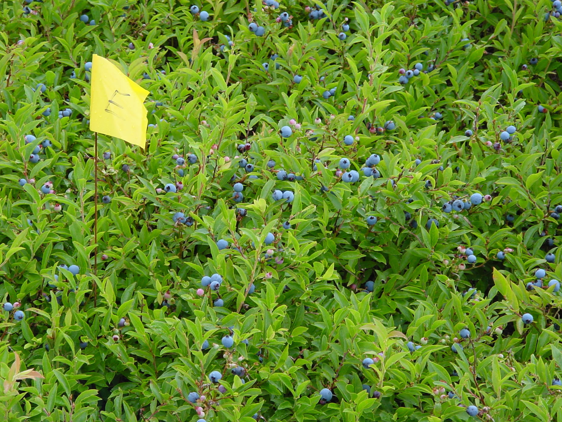 Experiments to the Wild Blueberry Network Information Centre